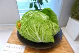 「白菜 or キャベツ」平 まさみ (1)